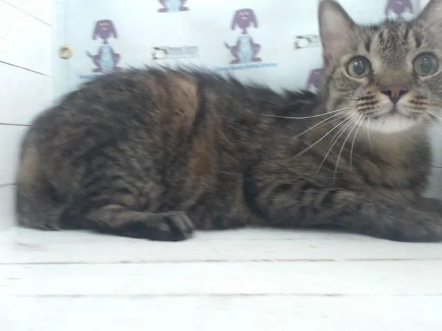 A young small-sized male Domestic Medium Hair cat named Dexter for adoption in Orlando, FL