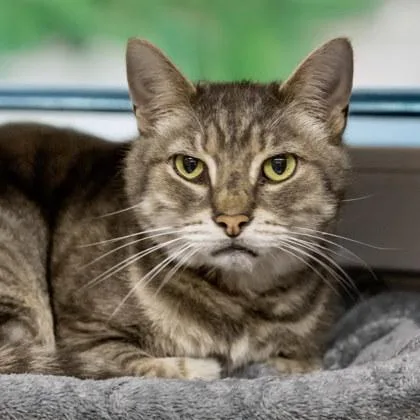 An adult medium-sized male Domestic Short Hair cat named Victor for adoption in Camano Island, WA