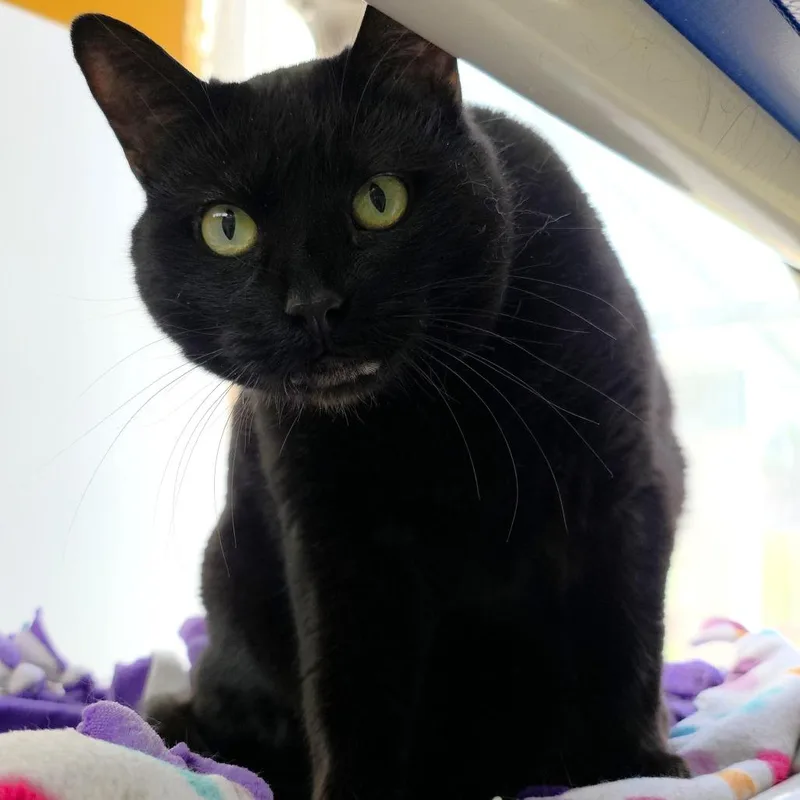 An adult large-sized female Black Domestic Short Hair cat named Sneaks for adoption in Michigan City, IN