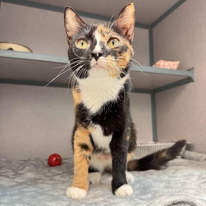 An adult medium-sized female Tortoiseshell Domestic Short Hair cat named Penny for adoption in Waterloo, IA