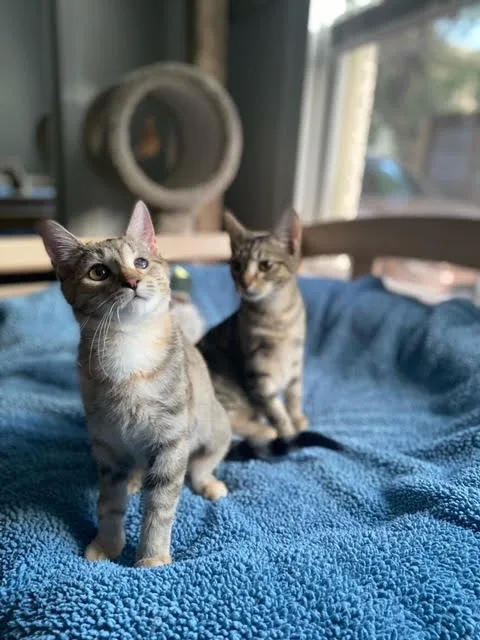 Isabella thumbnail 4