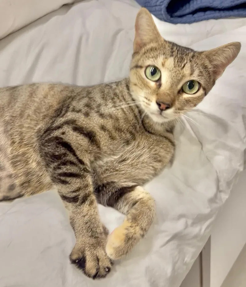 An adult medium-sized female Tabby (Brown / Chocolate) Tabby cat named Tilly Wiggle Whiskers for adoption in Homestead, FL