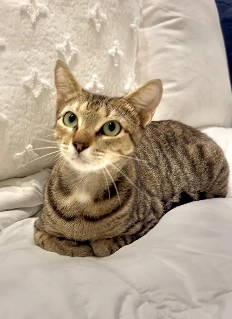 Tilly Wiggle Whiskers thumbnail 4
