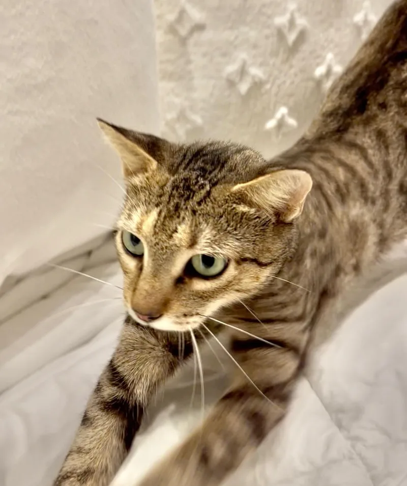 Tilly Wiggle Whiskers thumbnail 5