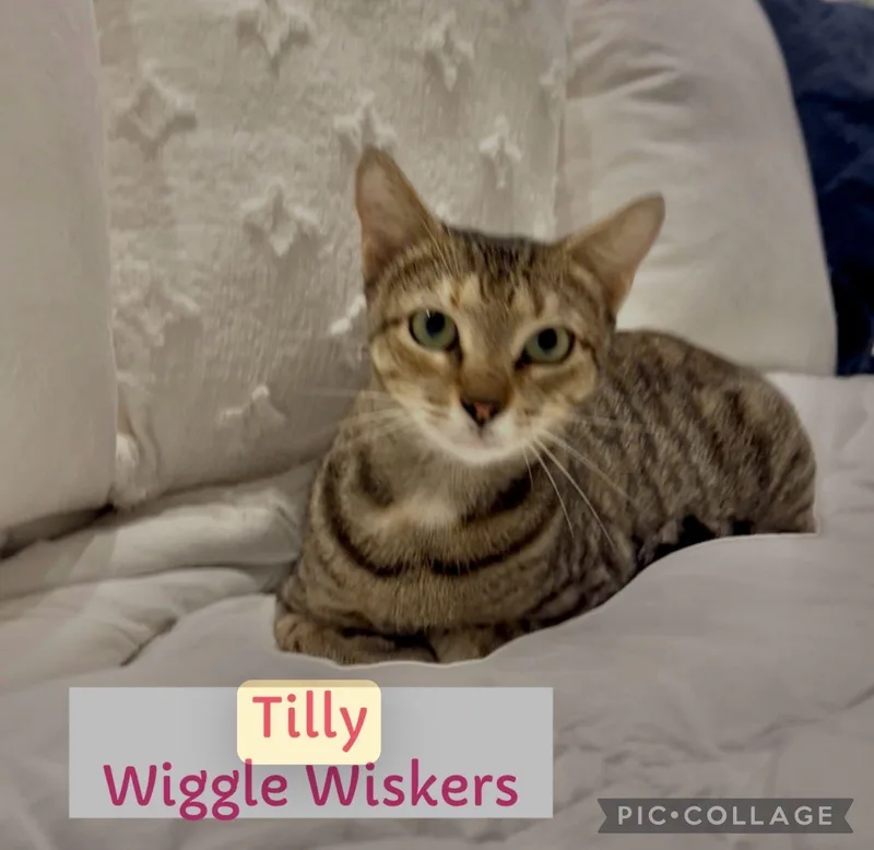 Tilly Wiggle Whiskers thumbnail 6