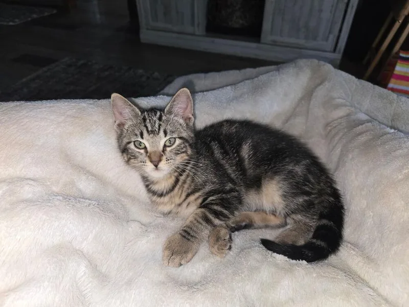 A baby small-sized female Tabby (Brown / Chocolate) Domestic Short Hair cat named Pica for adoption in Dallas, TX