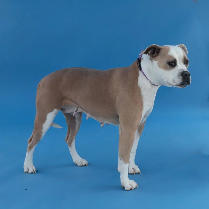 An adult large-sized female Pit Bull Terrier dog named Dakota for adoption in Pasadena, CA