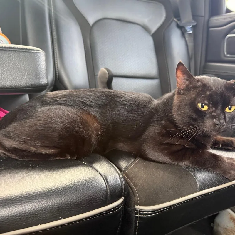 An adult medium-sized male Black Domestic Short Hair cat named Big Daddy for adoption in Greensboro, NC