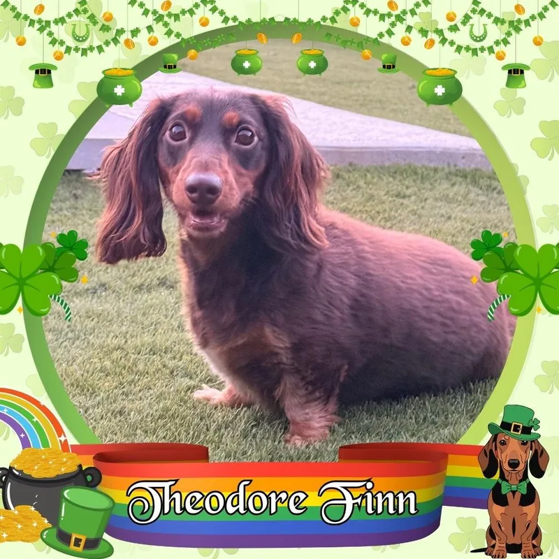 Theodore Finn thumbnail 2