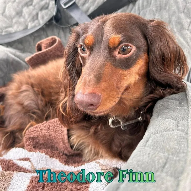Theodore Finn thumbnail 3