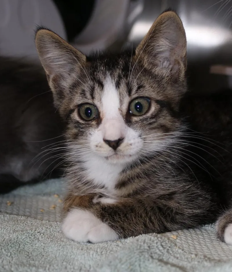 A baby medium-sized male Domestic Short Hair cat named Lexus for adoption in Shoreline, WA
