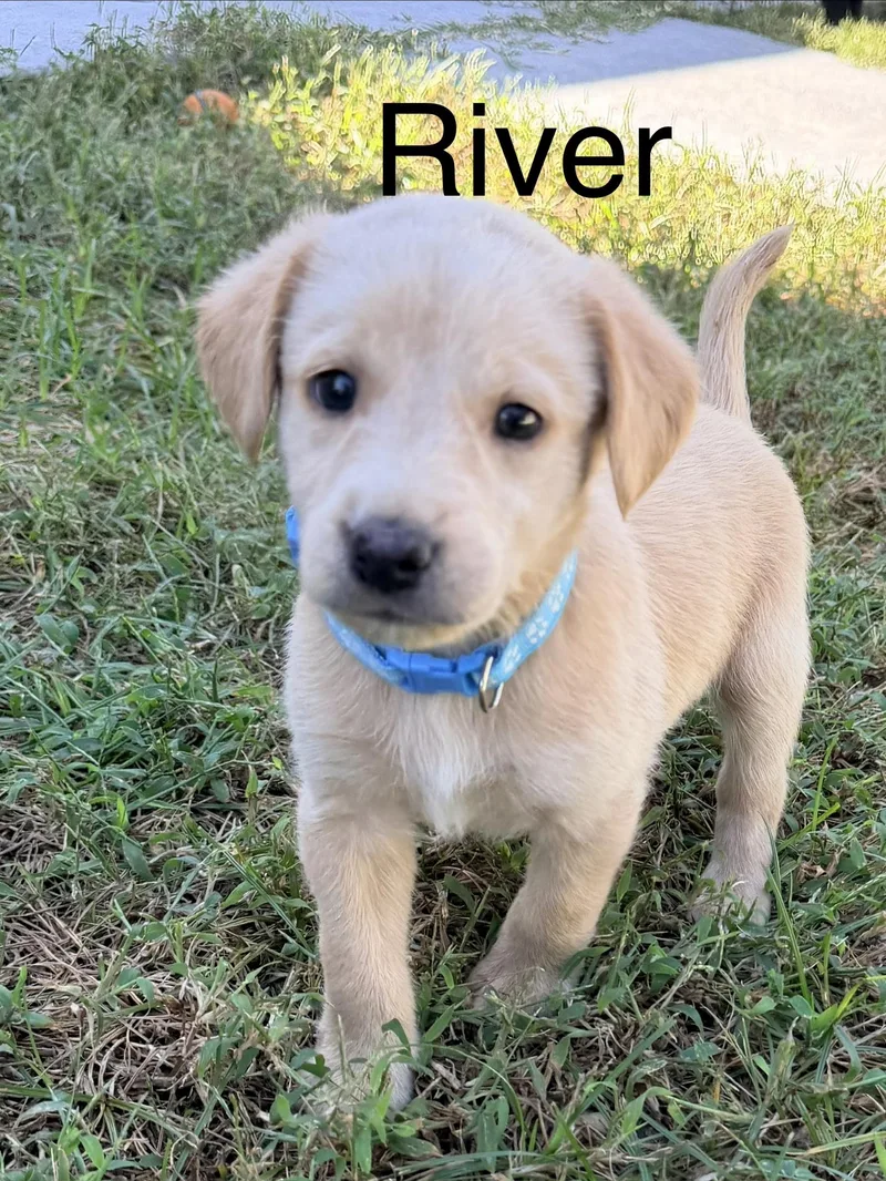 A young medium-sized male Yellow / Tan / Blond / Fawn Labradoodle dog named River for adoption in Pawleys Island, SC