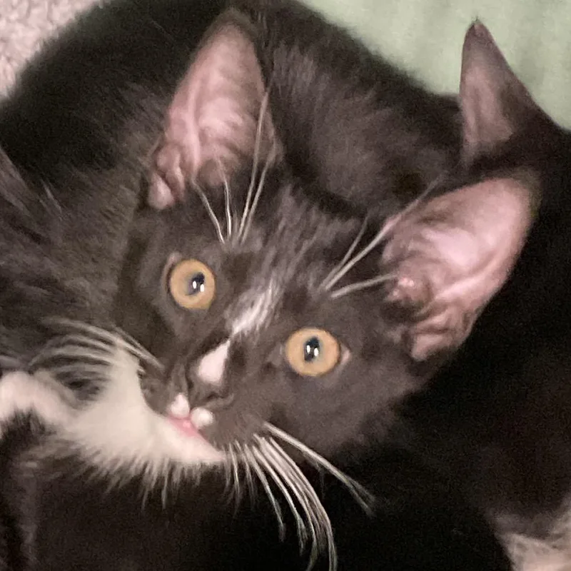 A baby small-sized female Black Domestic Short Hair cat named Peanut for adoption in Colorado Springs, CO