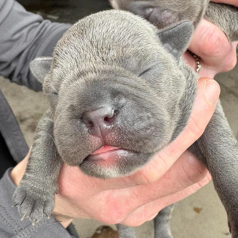A baby small-sized female Gray / Blue / Silver French Bulldog dog named Pebbles for adoption in Huber Heights, OH