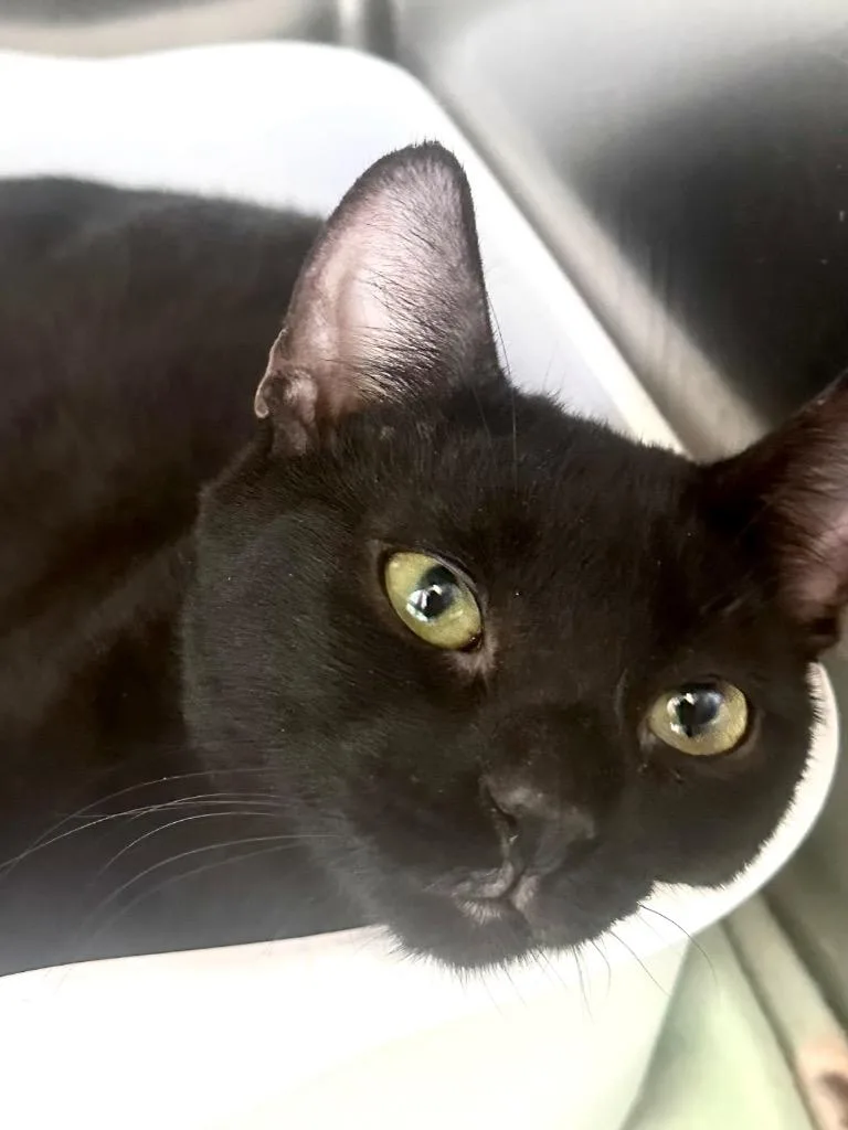 A baby medium-sized male Domestic Short Hair cat named Hershey for adoption in Pomona, NY