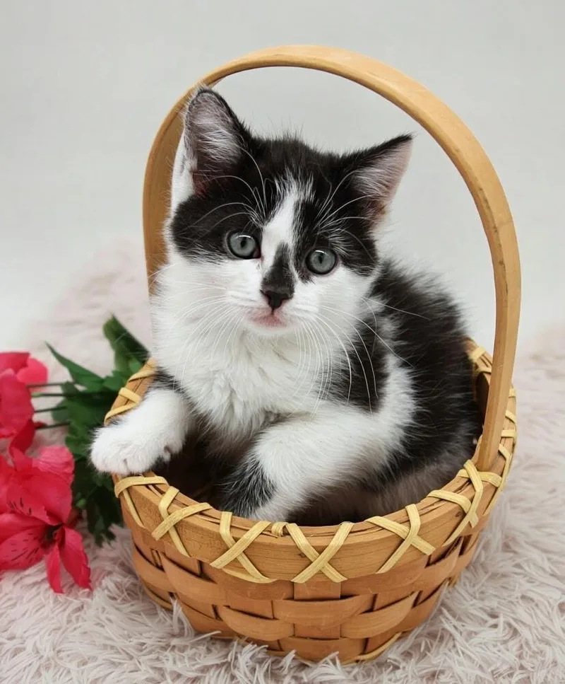 Clawbernet