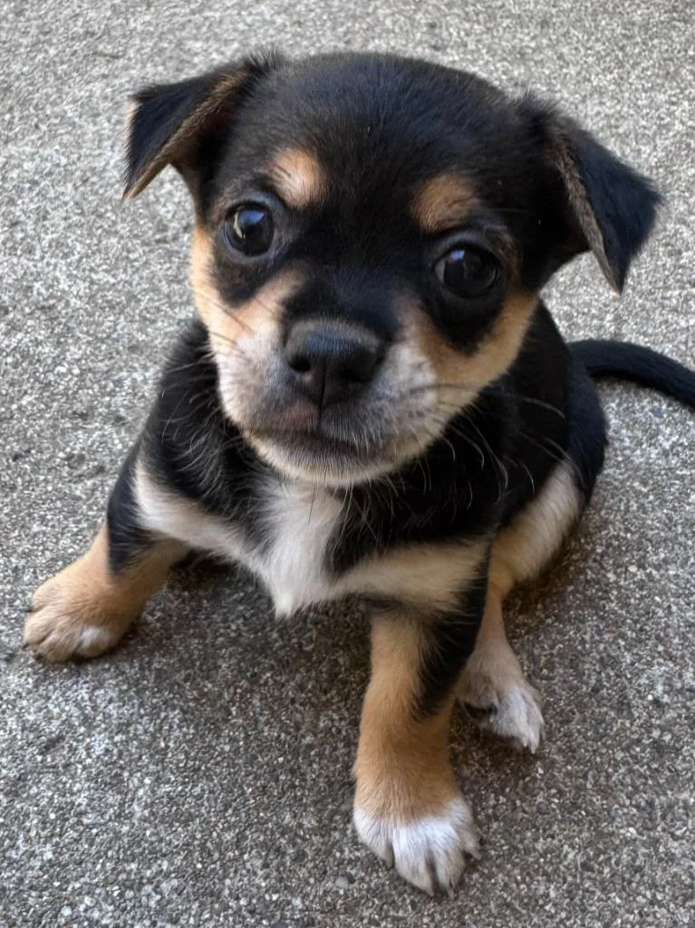 A baby small-sized female Tricolor (Brown, Black, & White) Chihuahua dog named Marley for adoption in Shingle Springs, CA