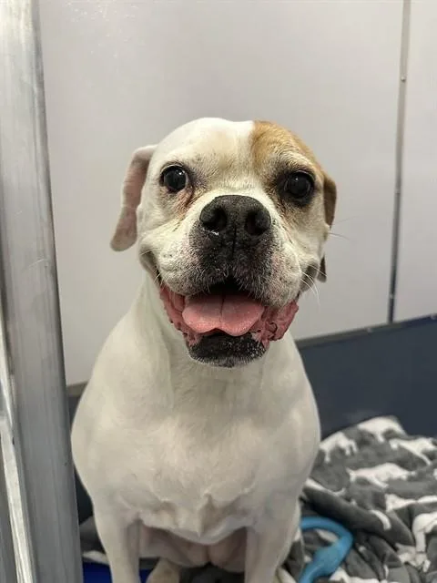 A senior large-sized female Boxer dog named Ellie for adoption in St. Louis, MO