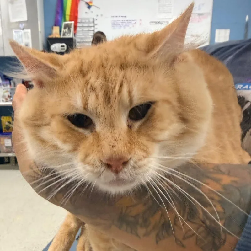 An adult large-sized male Orange / Red Domestic Short Hair cat named Sunny Boy for adoption in Indianapolis, IN