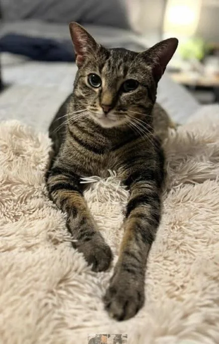 An adult medium-sized female Domestic Short Hair cat named Emmy for adoption in Beattie, KS