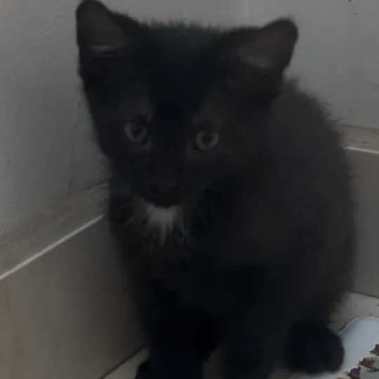 A baby medium-sized female Domestic Short Hair cat named Bubbalicious for adoption in Springfield, MO