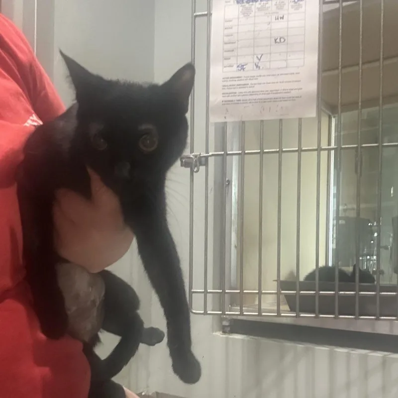 A baby medium-sized female Black Domestic Short Hair cat named Luana for adoption in Leander, TX