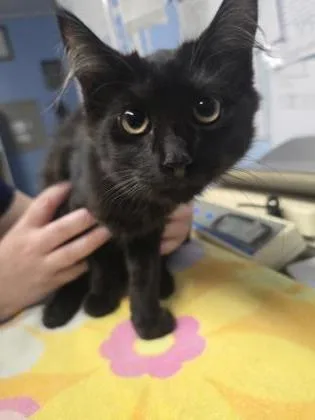A young small-sized female Domestic Medium Hair cat named Metal for adoption in Roseville, CA