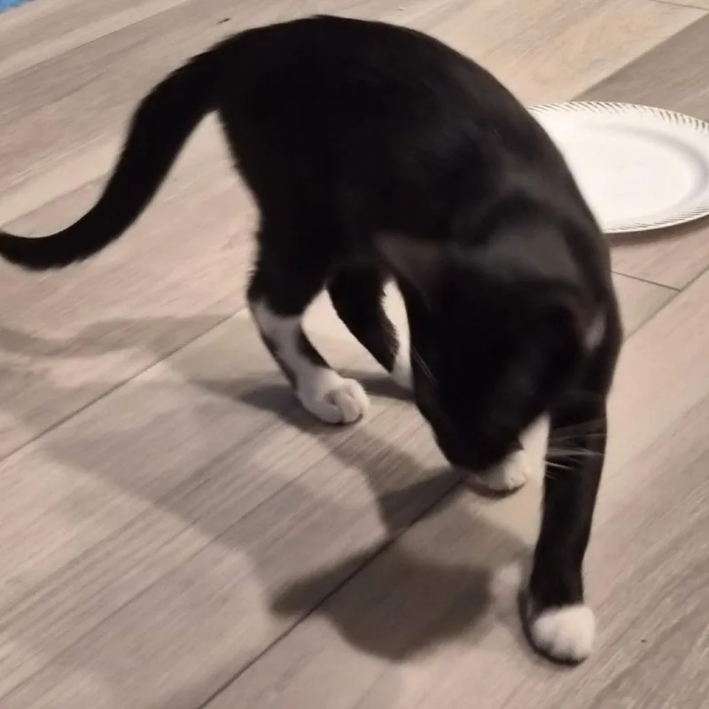 A baby small-sized male Black Domestic Short Hair cat named Zippy for adoption in Las Vegas, NV