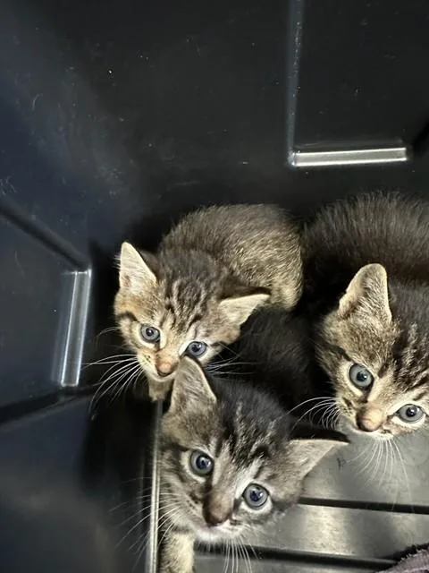 A baby small-sized male Domestic Short Hair cat named Enoch for adoption in Fort Walton Beach, FL
