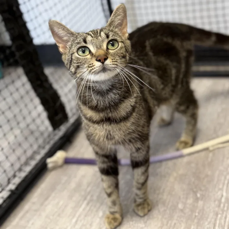 An adult medium-sized female Brown / Chocolate Domestic Short Hair cat named Tabitha for adoption in Baltimore, MD