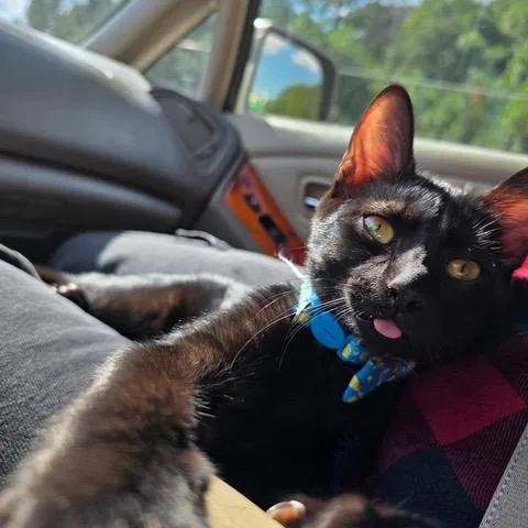 A baby small-sized male Black Domestic Short Hair cat named Bean for adoption in Marietta, GA