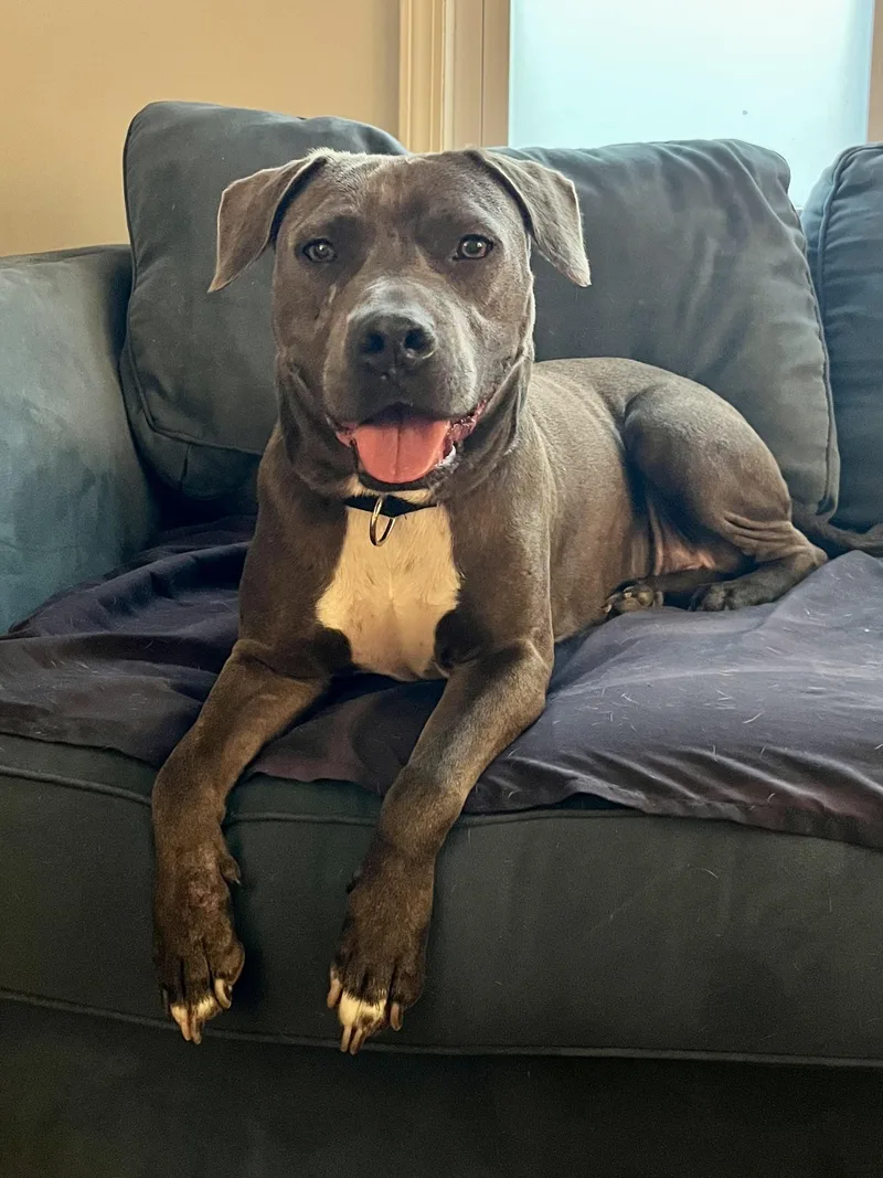 A young medium-sized female Gray / Blue / Silver American Staffordshire Terrier dog named Coral for adoption in Alpharetta, GA