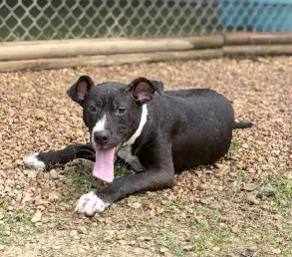 A baby medium-sized female Mixed Breed dog named Jewel for adoption in West Chester, PA