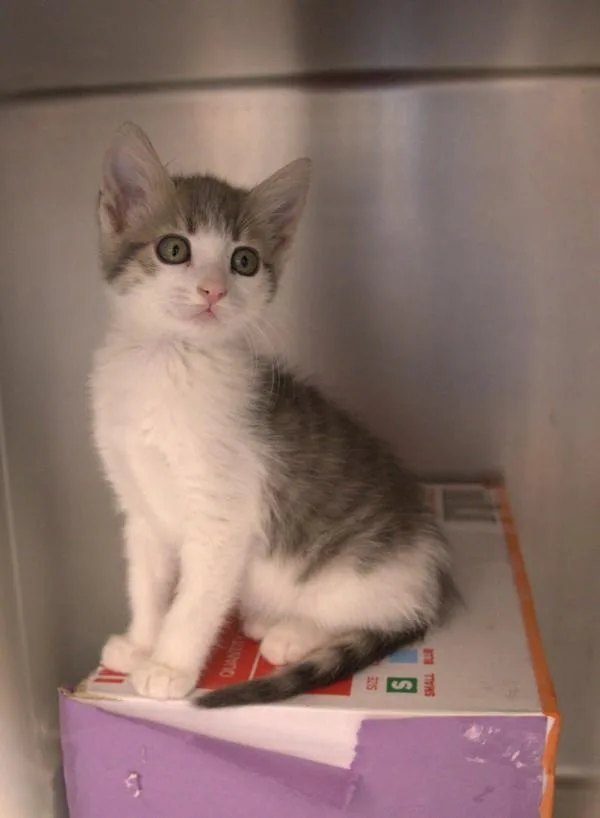 A baby small-sized female Domestic Short Hair cat named Heehonk for adoption in Santa Rosa, CA