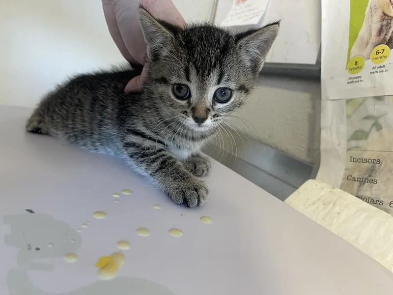A baby medium-sized female Domestic Short Hair cat named Parsley for adoption in Bolivar, MO
