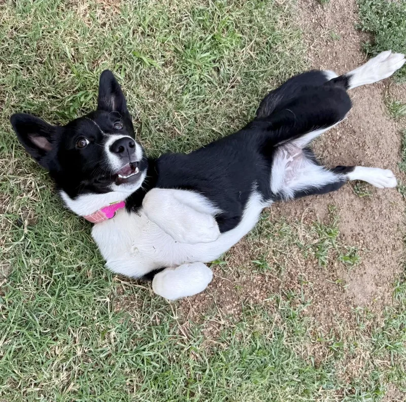 A young medium-sized female Border Collie dog named Lyric for adoption in Fort Worth, TX
