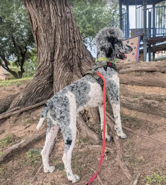 A baby large-sized male Standard Poodle dog named Show Time for adoption in Chandler, AZ