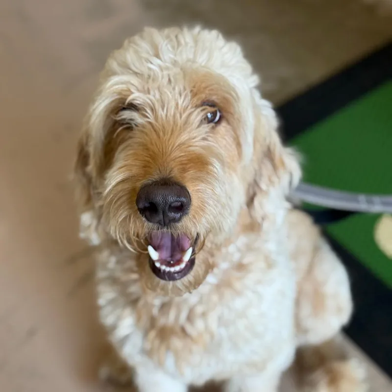 An adult medium-sized male Yellow / Tan / Blond / Fawn Golden Retriever dog named Sunny for adoption in Perkiomenville, PA