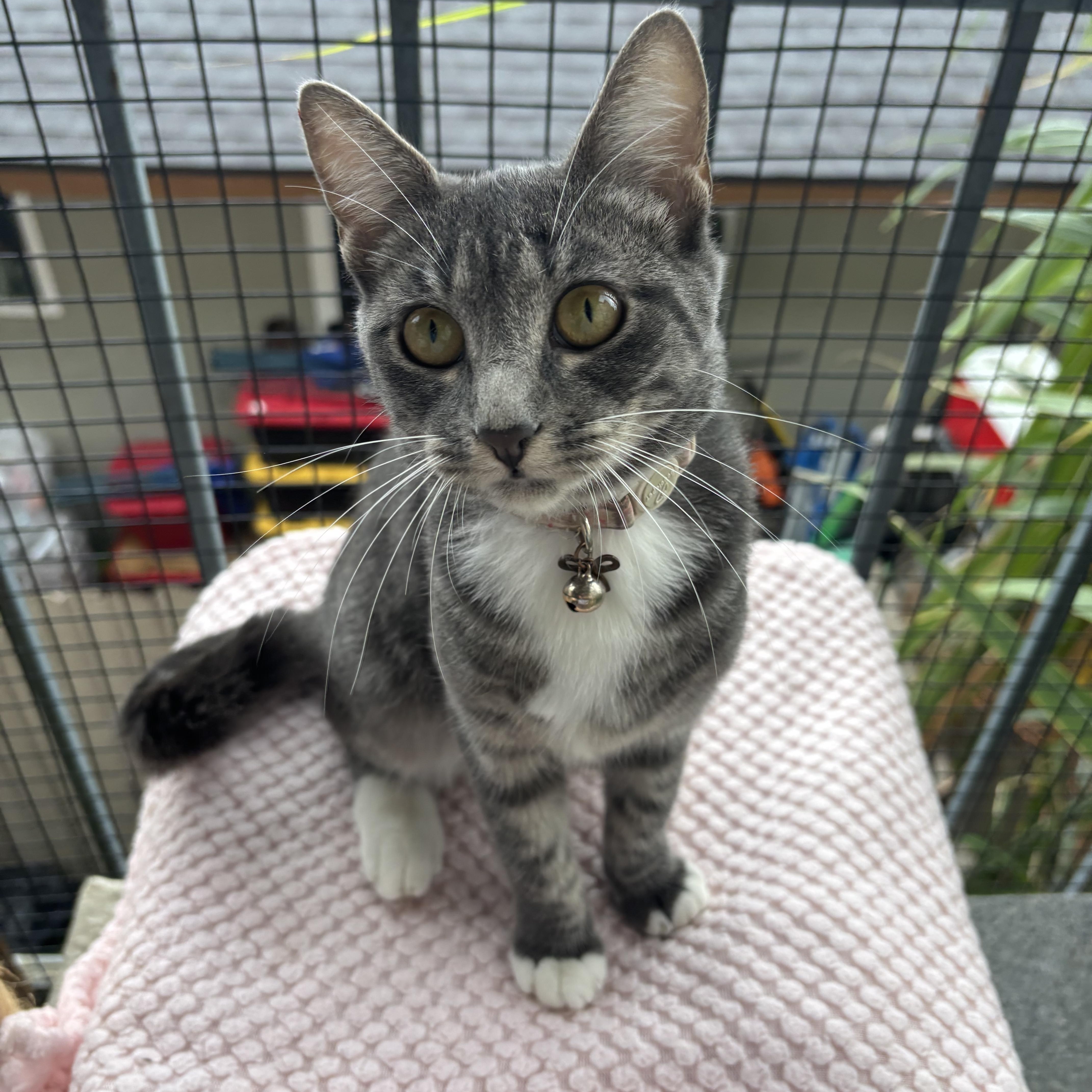 A baby medium-sized female Tabby cat named Princess for adoption in Costa Mesa, CA