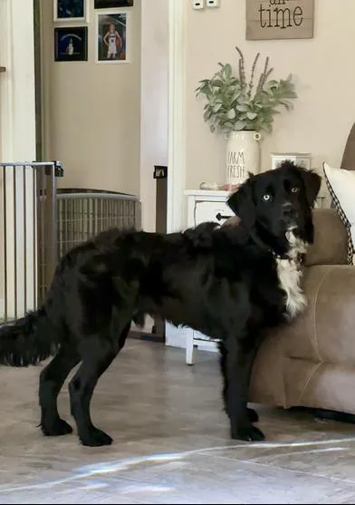 Mowgli