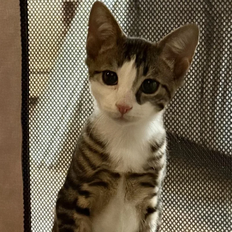 A baby small-sized female Brown / Chocolate Domestic Short Hair cat named Tamari for adoption in Long Island City, NY