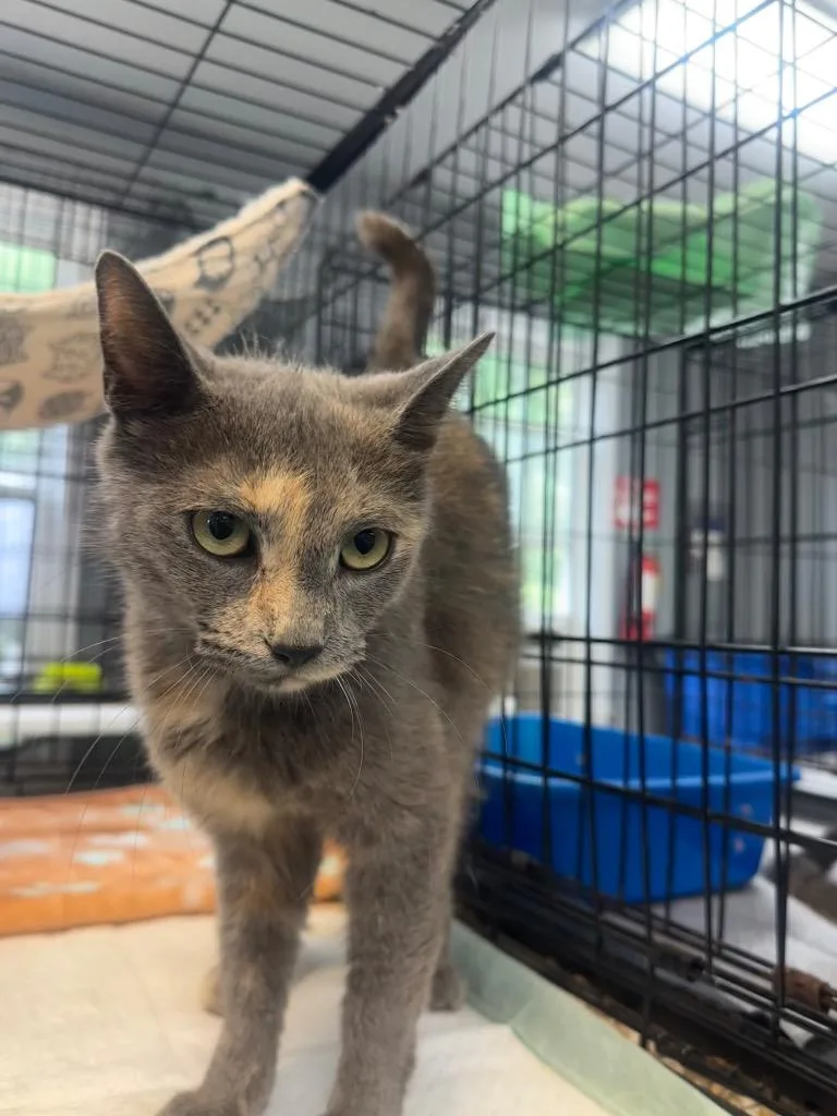 An adult medium-sized female Dilute Tortoiseshell Domestic Short Hair cat named Jasmine for adoption in Winnsboro, SC