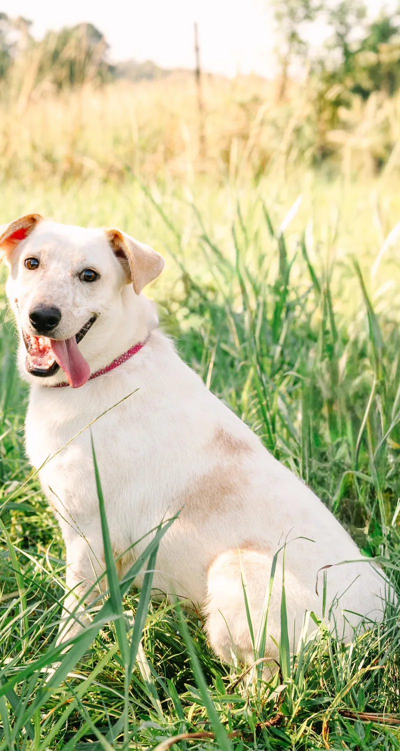 A young medium-sized male Yellow / Tan / Blond / Fawn Yellow Labrador Retriever dog named Asher for adoption in Ville platte, LA