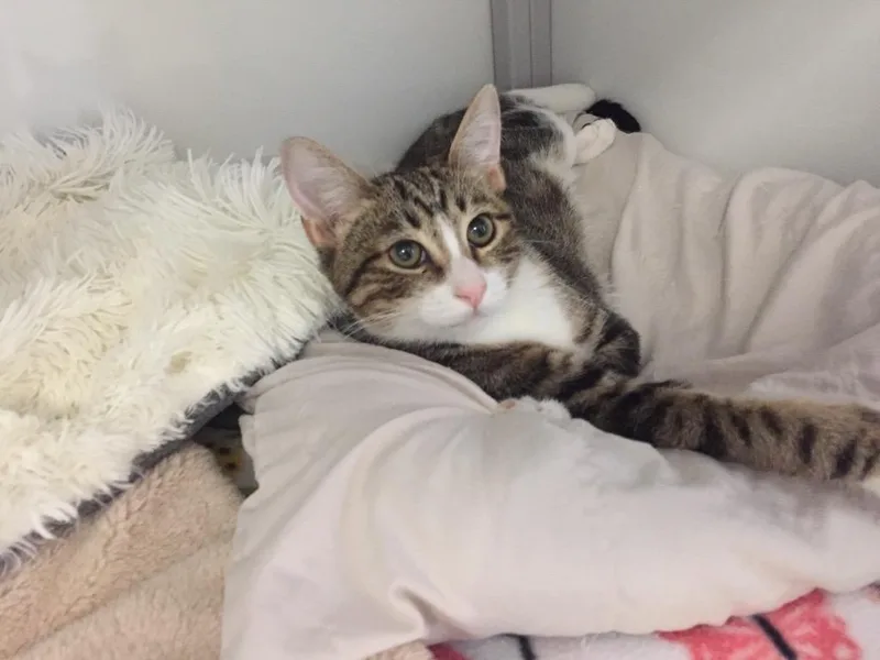 A baby medium-sized male Domestic Short Hair cat named Danio for adoption in Peoria, AZ