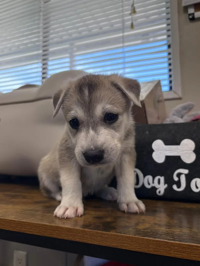 A baby small-sized male Gray / Blue / Silver Husky dog named Pickle for adoption in Oakdale, CA