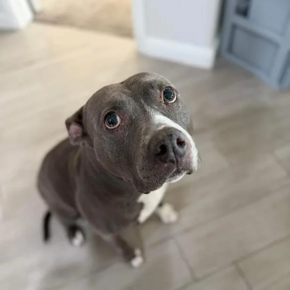 A senior medium-sized female Gray / Blue / Silver Pit Bull Terrier dog named Rosie GIrl for adoption in Dallas, TX
