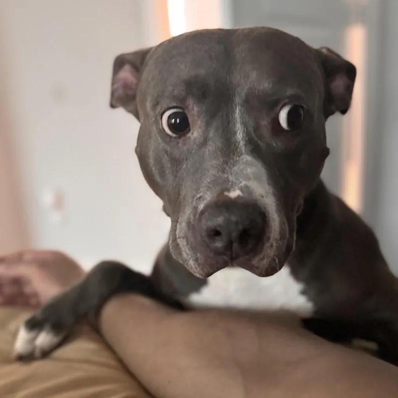 Rosie GIrl thumbnail 4