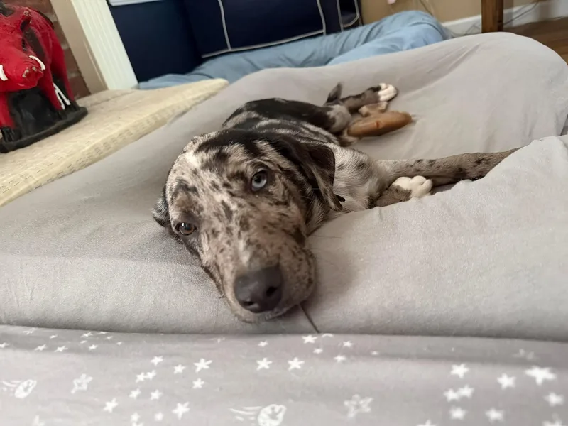 A baby medium-sized female Catahoula Leopard Dog dog named Roux  in Maine for adoption in Kennebunkport, ME