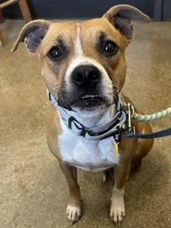 A young medium-sized female Yellow / Tan / Blond / Fawn Pit Bull Terrier dog named Amorette for adoption in Cleveland, OH