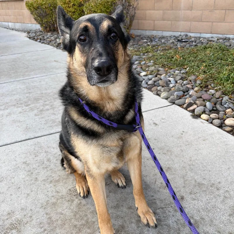 An adult extra large-sized male Black German Shepherd Dog named Amigo for adoption in Reno, NV
